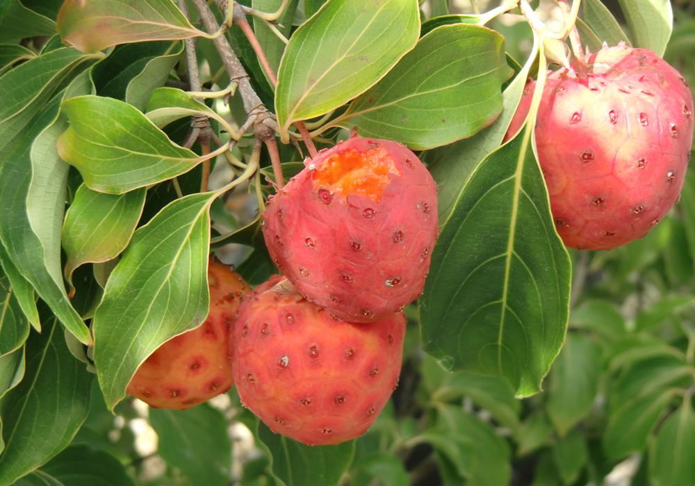 Cornus kousa Asiatischer Blütenhartriegel 10 Samen eigene Ernte